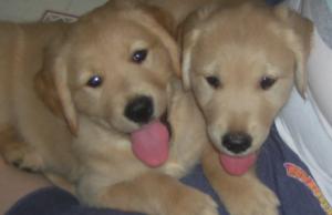 AKCGoldenRetrieverPuppies